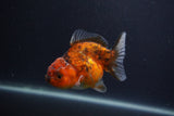 Yuan Bao Oranda  Calico 4 Inch (ID#0103Yb10b-73) Free2Day SHIPPING