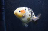 Milk Cow Ranchu  Calico 4.5 Inch (ID#415R10a-94) Free2Day SHIPPING