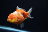 Yuan Bao Oranda  Calico 4 Inch (ID#307Yb10b-54) Free2Day SHIPPING