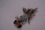 Butterfly  Calico 3.5 Inch (ID#1210B8b-59) Free2Day SHIPPING