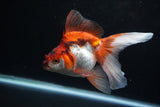 Ryukin Long Tail Red White 5 Inch (ID#1224Ry7b-2) Free2Day SHIPPING