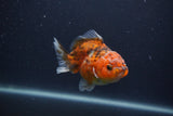 Yuan Bao Oranda  Calico 4 Inch (ID#0103Yb10b-73) Free2Day SHIPPING