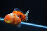 Yuan Bao Oranda  Calico 4 Inch (ID#307Yb10b-54) Free2Day SHIPPING