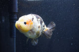 Milk Cow Ranchu  Calico 4.5 Inch (ID#415R10a-94) Free2Day SHIPPING