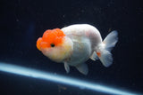 Juvenile Lionchu  Red White 3.5 Inch (ID#1018R11b-37) Free2Day SHIPPING