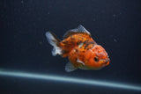 Yuan Bao Oranda  Calico 4 Inch (ID#0103Yb10b-73) Free2Day SHIPPING