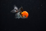 Baby Thai Oranda  Tricolor 2.5 Inch (ID#224TPTA-90) Free2Day SHIPPING