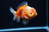 Yuan Bao Oranda  Calico 4 Inch (ID#307Yb10b-54) Free2Day SHIPPING
