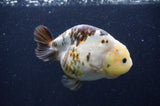 Milk Cow Ranchu  Calico 4.5 Inch (ID#415R10a-94) Free2Day SHIPPING