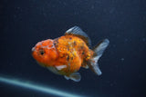 Yuan Bao Oranda  Calico 4 Inch (ID#0103Yb10b-73) Free2Day SHIPPING