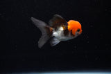 Baby Thai Oranda  Tricolor 2.5 Inch (ID#224TPTA-90) Free2Day SHIPPING