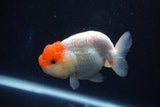 Juvenile Lionchu  Red White 3.5 Inch (ID#1018R11b-37) Free2Day SHIPPING