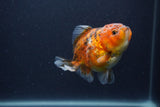 Yuan Bao Oranda  Calico 4 Inch (ID#0103Yb10b-73) Free2Day SHIPPING