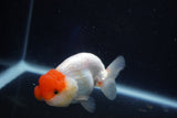 Juvenile Lionchu  Red White 3.5 Inch (ID#1018R11b-37) Free2Day SHIPPING