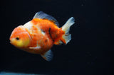 Yuan Bao Oranda  Calico 4 Inch (ID#307Yb10b-54) Free2Day SHIPPING