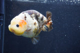 Milk Cow Ranchu  Calico 4.5 Inch (ID#415R10a-94) Free2Day SHIPPING