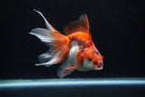 Ryukin Long Tail Red White 5 Inch (ID#1224Ry7b-2) Free2Day SHIPPING