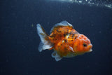 Yuan Bao Oranda  Calico 4 Inch (ID#0103Yb10b-73) Free2Day SHIPPING