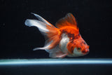 Ryukin Long Tail Red White 5 Inch (ID#1224Ry7b-2) Free2Day SHIPPING