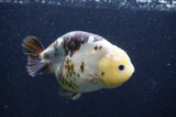 Milk Cow Ranchu  Calico 4.5 Inch (ID#415R10a-94) Free2Day SHIPPING