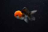 Baby Thai Oranda  Tricolor 2.5 Inch (ID#224TPTA-90) Free2Day SHIPPING