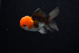 Baby Thai Oranda  Tricolor 2.5 Inch (ID#224TPTA-90) Free2Day SHIPPING