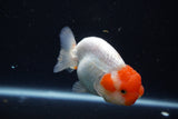 Juvenile Lionchu  Red White 3.5 Inch (ID#1018R11b-37) Free2Day SHIPPING