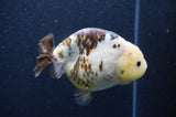 Milk Cow Ranchu  Calico 4.5 Inch (ID#415R10a-94) Free2Day SHIPPING