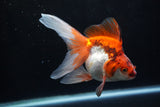 Ryukin Long Tail Red White 5 Inch (ID#1224Ry7b-2) Free2Day SHIPPING