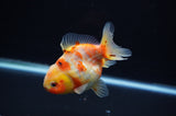 Yuan Bao Oranda  Calico 3.5 Inch (ID#307Yb10b-55) Free2Day SHIPPING