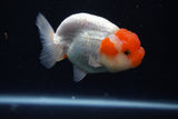 Juvenile Lionchu  Red White 3.5 Inch (ID#1018R11b-37) Free2Day SHIPPING