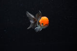 Baby Thai Oranda  Tricolor 2.5 Inch (ID#224TPTA-90) Free2Day SHIPPING