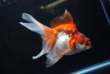 Ryukin Long Tail Red White 5 Inch (ID#1224Ry7b-2) Free2Day SHIPPING