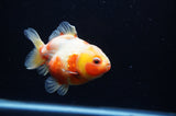 Yuan Bao Oranda  Calico 3.5 Inch (ID#307Yb10b-55) Free2Day SHIPPING