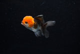 Baby Thai Oranda  Tricolor 2.5 Inch (ID#224TPTA-90) Free2Day SHIPPING