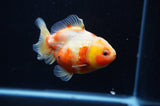 Yuan Bao Oranda  Calico 3.5 Inch (ID#307Yb10b-55) Free2Day SHIPPING