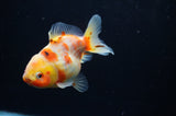 Yuan Bao Oranda  Calico 3.5 Inch (ID#307Yb10b-55) Free2Day SHIPPING