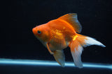 Ryukin Long Tail Red White 5.5 Inch (ID#1224Ry7b-3) Free2Day SHIPPING