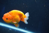 Juvenile Lionchu  Red White 3.5 Inch (ID#1018R11b-38) Free2Day SHIPPING