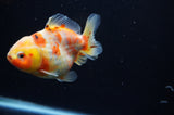 Yuan Bao Oranda  Calico 3.5 Inch (ID#307Yb10b-55) Free2Day SHIPPING