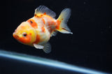 Yuan Bao Oranda  Calico 3.5 Inch (ID#307Yb10b-55) Free2Day SHIPPING