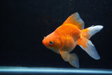 Ryukin Long Tail Red White 5.5 Inch (ID#1224Ry7b-3) Free2Day SHIPPING