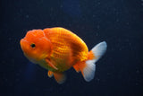 Juvenile Lionchu  Red White 3.5 Inch (ID#1018R11b-38) Free2Day SHIPPING