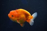 Juvenile Lionchu  Red White 3.5 Inch (ID#1018R11b-38) Free2Day SHIPPING