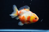 Yuan Bao Oranda  Calico 3.5 Inch (ID#307Yb10b-55) Free2Day SHIPPING