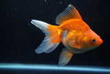 Ryukin Long Tail Red White 5.5 Inch (ID#1224Ry7b-3) Free2Day SHIPPING