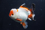 Thai Oranda  Tricolor 5.5 Inch (ID#411T2c-96) Free2Day SHIPPING