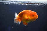 Juvenile Lionchu  Red White 3.5 Inch (ID#1018R11b-38) Free2Day SHIPPING