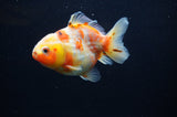 Yuan Bao Oranda  Calico 3.5 Inch (ID#307Yb10b-55) Free2Day SHIPPING