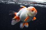 Thai Oranda  Tricolor 5.5 Inch (ID#411T2c-96) Free2Day SHIPPING